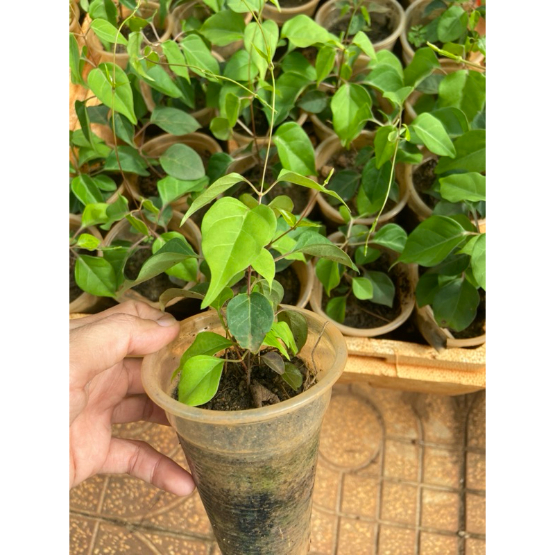 Cây lá giang nấu canh chua | Shopee Việt Nam