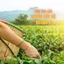 Trà Sâm Dứa B'Lao Làn Hương Loại 1 Hương Tự Nhiên Dùng Pha Trà Đá Trà Tắc Túi 350g