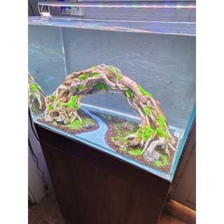 Layout " Vòm" dành cho bể cá cảnh, bể thủy sinh kích thước lớn 80 cm trở lên