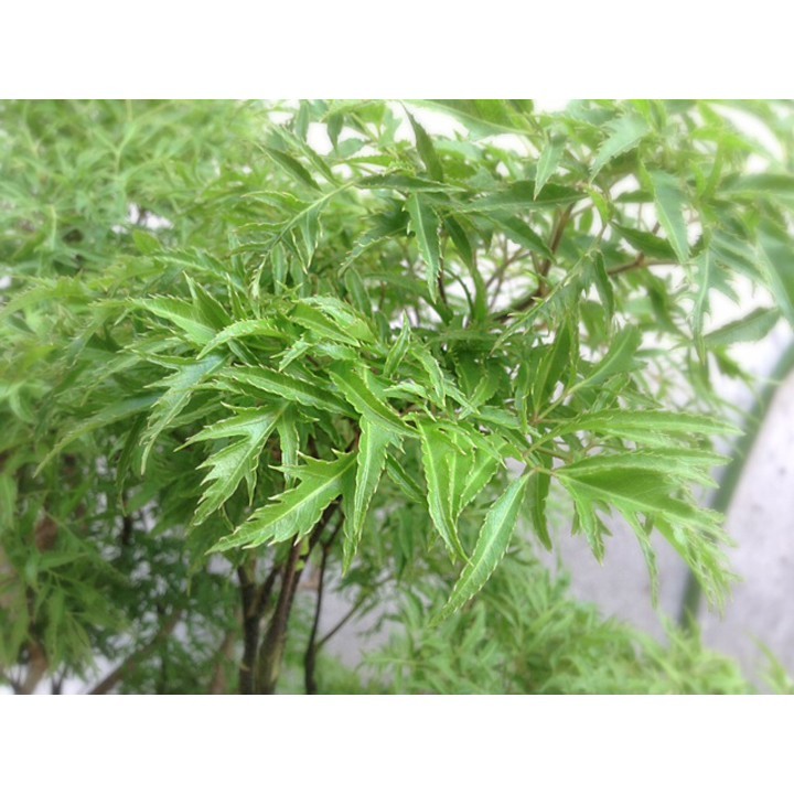 Lá Đinh Lăng - Hỗ trợ giảm mỏi mệt, biếng vận động, Hỗ trợ giảm sốt lâu ngày, nhức đầu