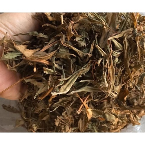 Lá Đinh Lăng - Hỗ trợ giảm mỏi mệt, biếng vận động, Hỗ trợ giảm sốt lâu ngày, nhức đầu