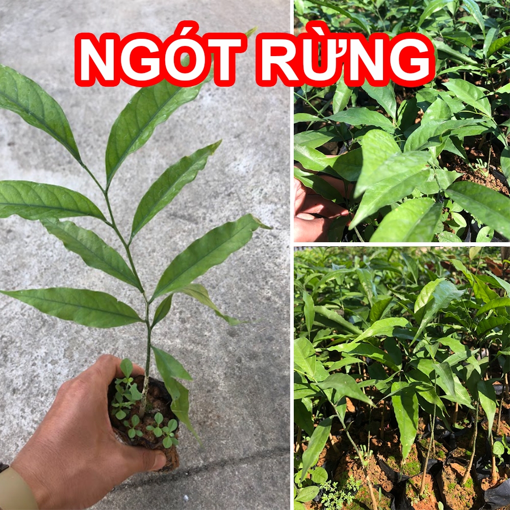 Cây RAU NGÓT RỪNG, Rau Sắng | Shopee Việt Nam