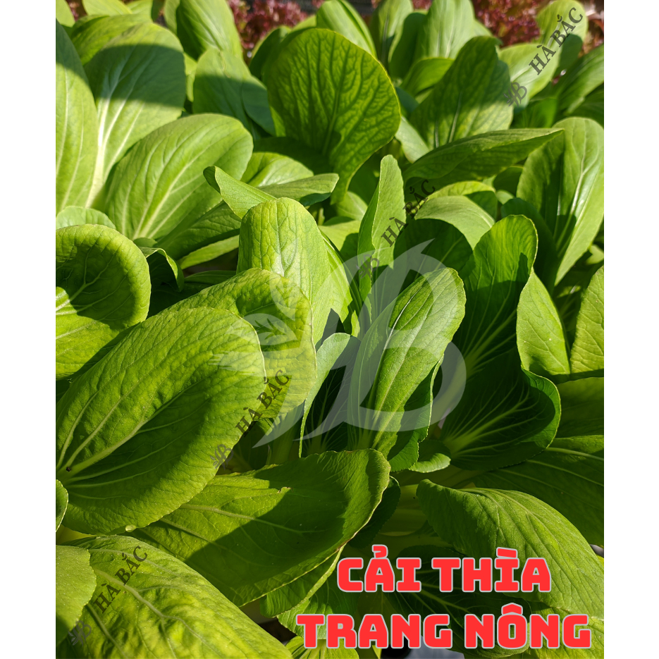 Hạt Giống Các Loại Rau Cải Trang Nông, Trồng Quanh Năm, Phát Triển Tốt - Hạt Giống Rau Củ Quả Trang Nông