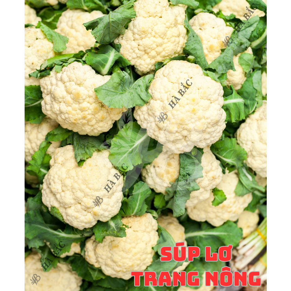 Hạt Giống Các Loại Rau Cải Trang Nông, Trồng Quanh Năm, Phát Triển Tốt - Hạt Giống Rau Củ Quả Trang Nông