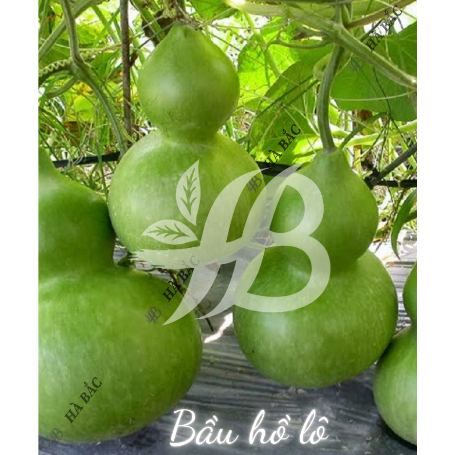 Hạt Giống Các Loại Bầu - Bí Trang Nông, Trồng Quanh Năm, Sinh Trưởng Mạnh, Trái To, Dài - Hạt Giống Rau Củ Trang Nông