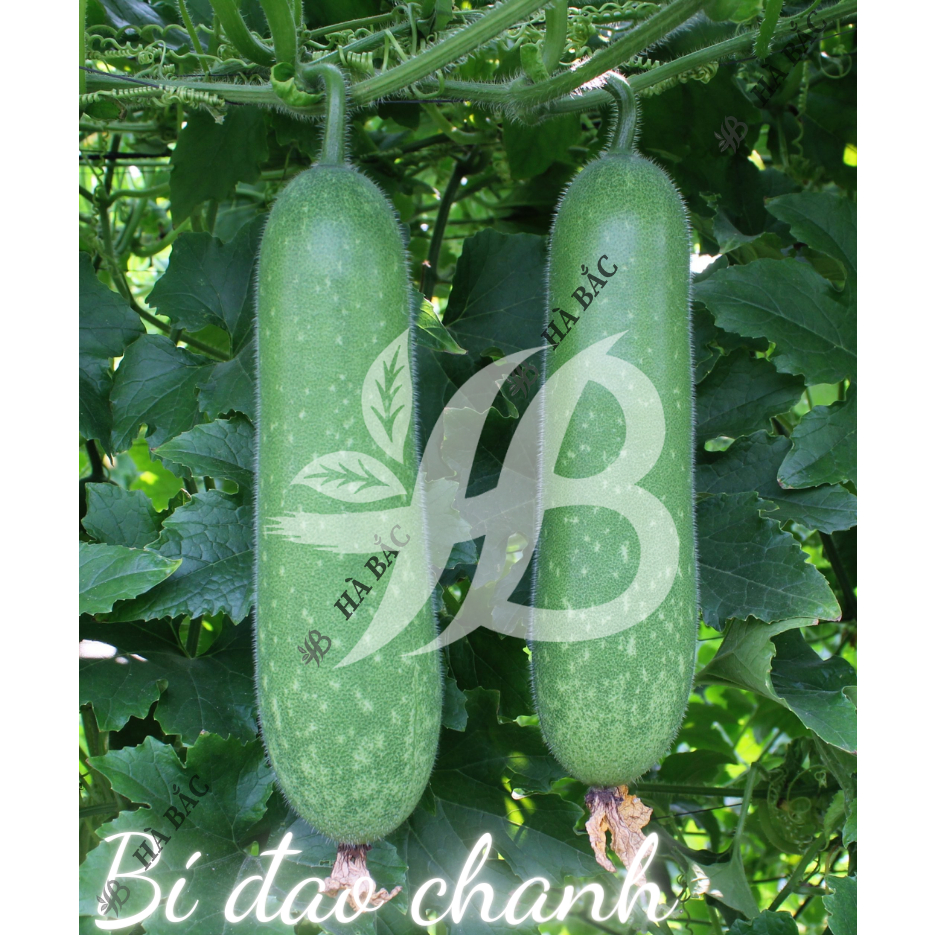Hạt Giống Các Loại Bầu - Bí Trang Nông, Trồng Quanh Năm, Sinh Trưởng Mạnh, Trái To, Dài - Hạt Giống Rau Củ Trang Nông