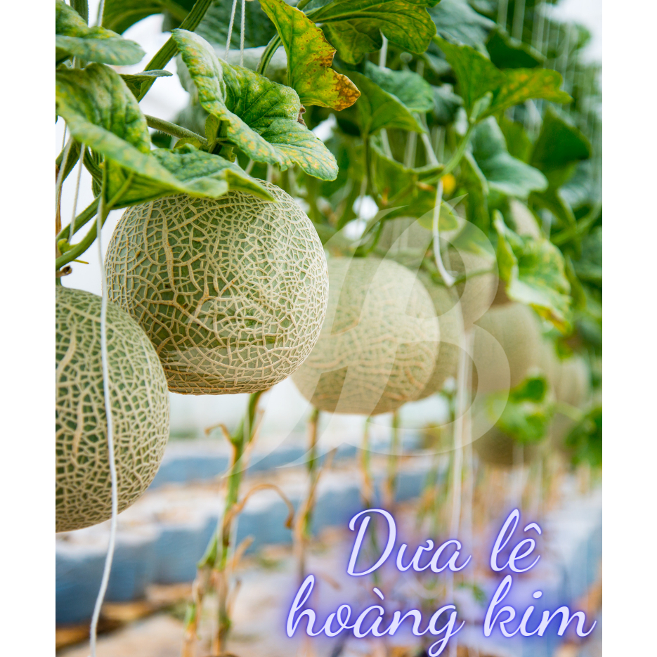 Hạt Giống Các Loại Dưa hấu, Dưa lê Trang Nông Trồng Quanh Năm, Ra Trái Ngọt, Sai Trái - Hạt Giống Rau Củ Quả Trang Nông