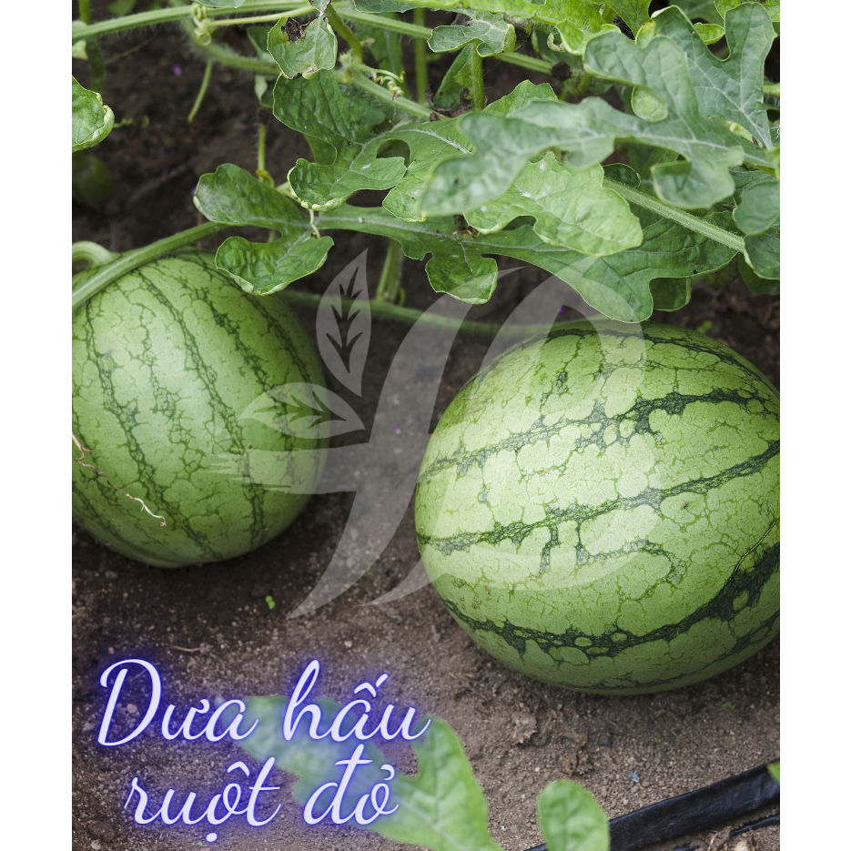 Hạt Giống Các Loại Dưa hấu, Dưa lê Trang Nông Trồng Quanh Năm, Ra Trái Ngọt, Sai Trái - Hạt Giống Rau Củ Quả Trang Nông