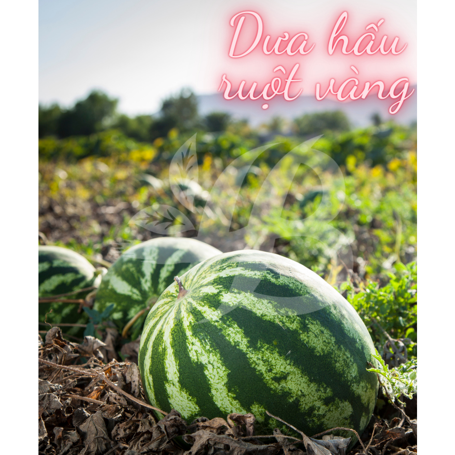 Hạt Giống Các Loại Dưa hấu, Dưa lê Trang Nông Trồng Quanh Năm, Ra Trái Ngọt, Sai Trái - Hạt Giống Rau Củ Quả Trang Nông