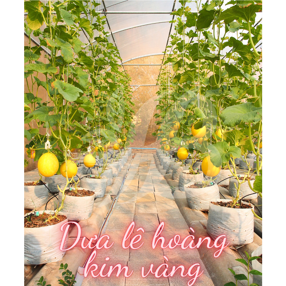 Hạt Giống Các Loại Dưa hấu, Dưa lê Trang Nông Trồng Quanh Năm, Ra Trái Ngọt, Sai Trái - Hạt Giống Rau Củ Quả Trang Nông