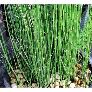 thiền trúc(trúc quân tử,trúc không lá)