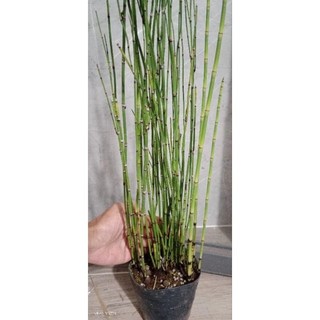 thiền trúc(trúc quân tử,trúc không lá)