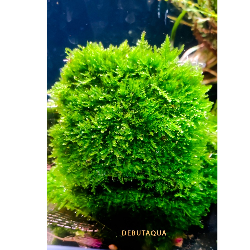 Rêu Mini Taiwan Gắn Đá Lũa Cây Bonsai Trong Bể Thủy Sinh Vỉ 9x9cm ...
