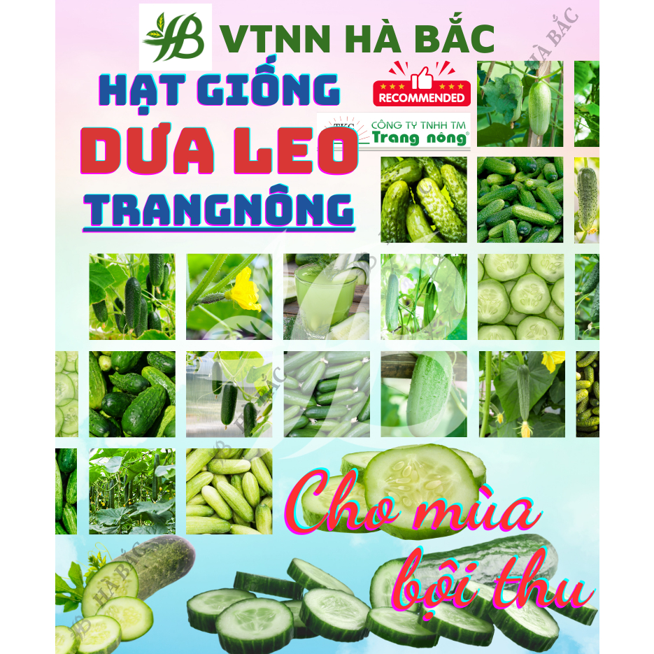 Hạt Giống Các Loại Dưa Leo Trang Nông, Năng Suất Cao, Siêu Trái, Trái Giòn Ngọt, Tỷ Lệ Nảy Mầm 99% - Hạt Giống tốt