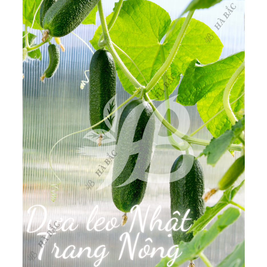Hạt Giống Các Loại Dưa Leo Trang Nông, Năng Suất Cao, Siêu Trái, Trái Giòn Ngọt, Tỷ Lệ Nảy Mầm 99% - Hạt Giống tốt