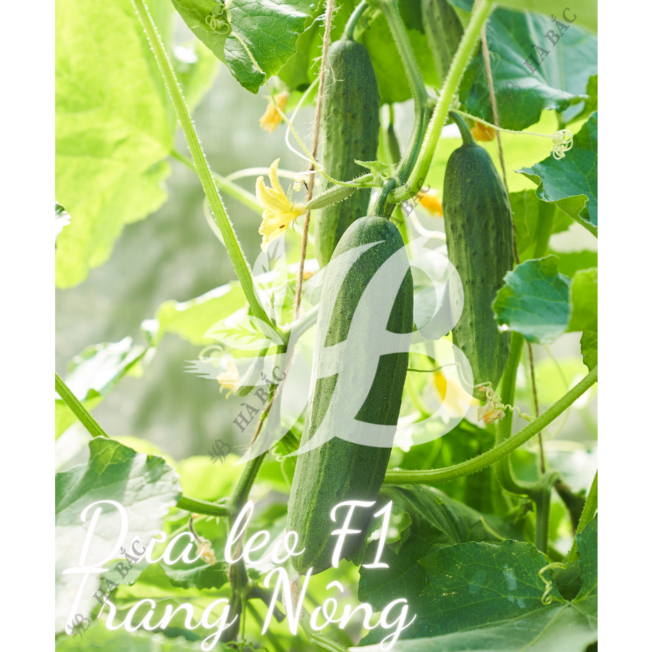 Hạt Giống Các Loại Dưa Leo Trang Nông, Năng Suất Cao, Siêu Trái, Trái Giòn Ngọt, Tỷ Lệ Nảy Mầm 99% - Hạt Giống tốt