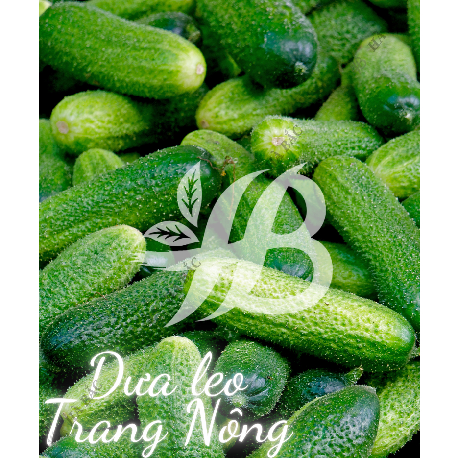Hạt Giống Các Loại Dưa Leo Trang Nông, Năng Suất Cao, Siêu Trái, Trái Giòn Ngọt, Tỷ Lệ Nảy Mầm 99% - Hạt Giống tốt