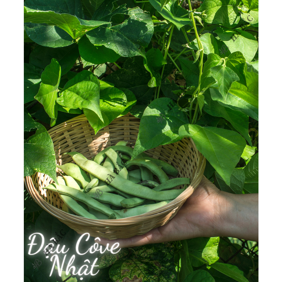 Hạt Giống Các Loại Đậu Trang Nông, Dễ Trồng, Trái To, Trái Dài, Siêu Trái, Trồng Chậu Hoặc Leo Giàn - Hạt giống tốt