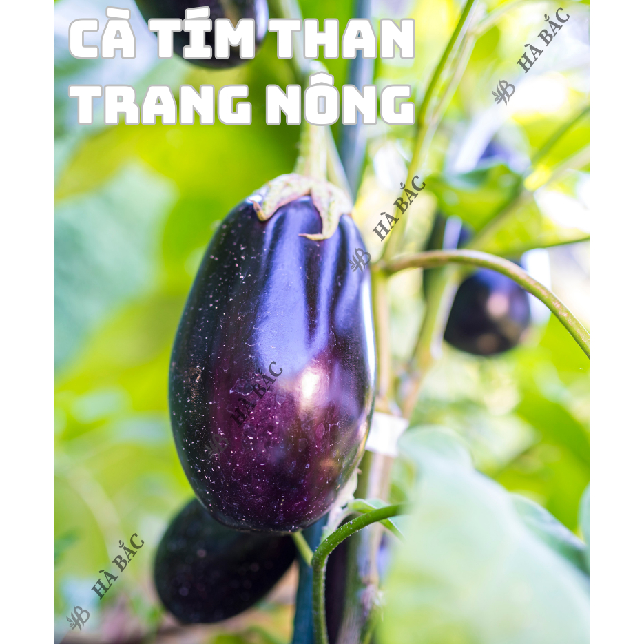 Hạt Giống Các Loại Cà Trang Nông, Siêu Trái, Trái To Tròn, Dài, Sinh Trưởng Mạnh - Hạt Giống Rau Củ Quả Trang Nông