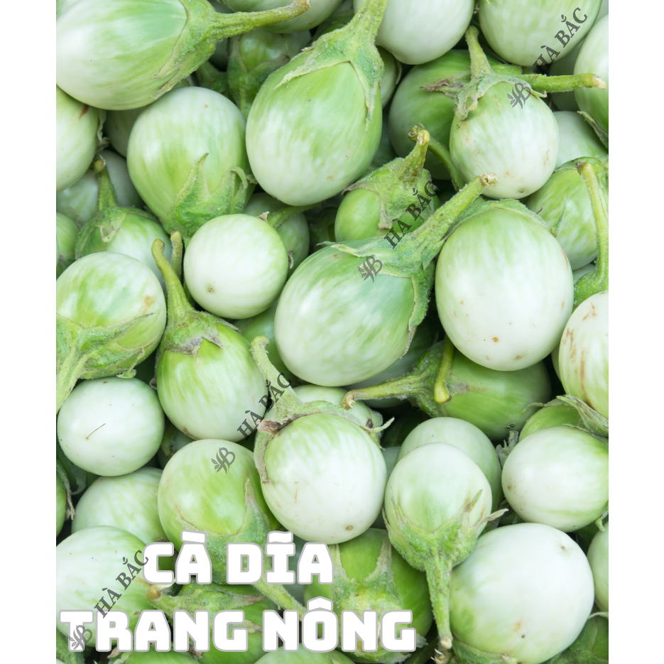 Hạt Giống Các Loại Cà Trang Nông, Siêu Trái, Trái To Tròn, Dài, Sinh Trưởng Mạnh - Hạt Giống Rau Củ Quả Trang Nông