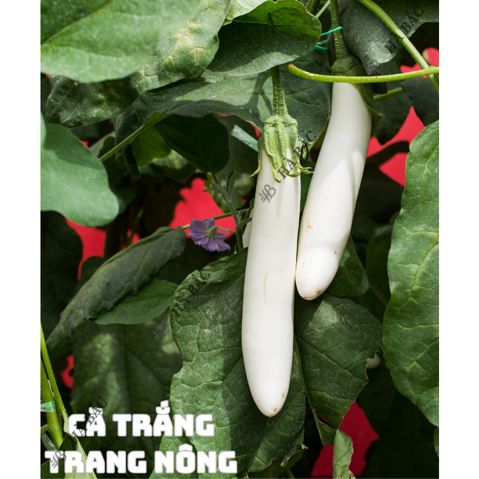 Hạt Giống Các Loại Cà Trang Nông, Siêu Trái, Trái To Tròn, Dài, Sinh Trưởng Mạnh - Hạt Giống Rau Củ Quả Trang Nông