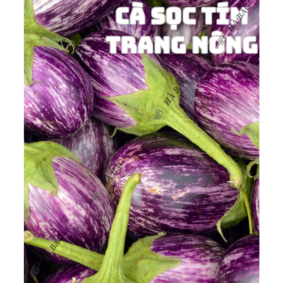 Hạt Giống Các Loại Cà Trang Nông, Siêu Trái, Trái To Tròn, Dài, Sinh Trưởng Mạnh - Hạt Giống Rau Củ Quả Trang Nông