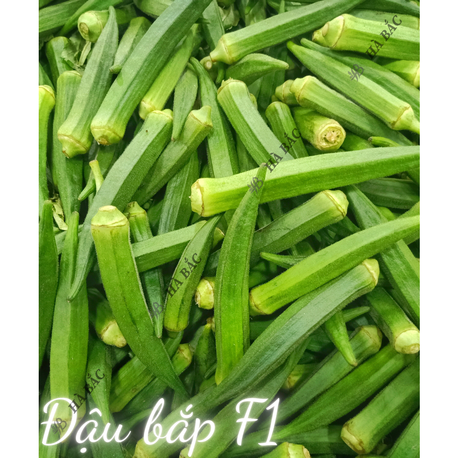Hạt Giống Các Loại Đậu Trang Nông, Dễ Trồng, Trái To, Trái Dài, Siêu Trái, Trồng Chậu Hoặc Leo Giàn - Hạt giống tốt