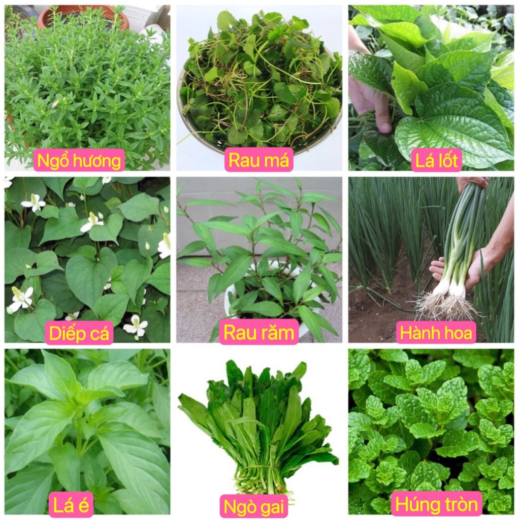 Hạt giống rau gia vị các loại (ngò rí/lá mè Hàn Quốc/tía tô/húng quế/lá ...