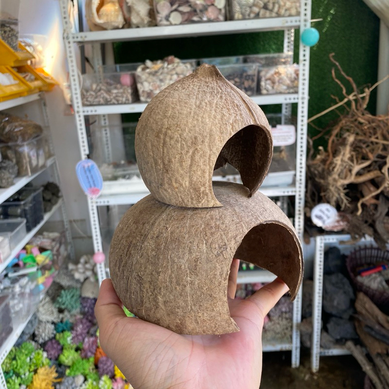 Nhà trú GÁO DỪA ĐƠN GIẢN cho ốc mượn hồn, ốc rụt rè, dã tràng, cua ẩn ...