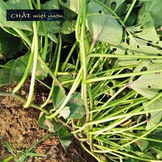 Combo 10 dây  khoai lang tím siêu củ ngọt