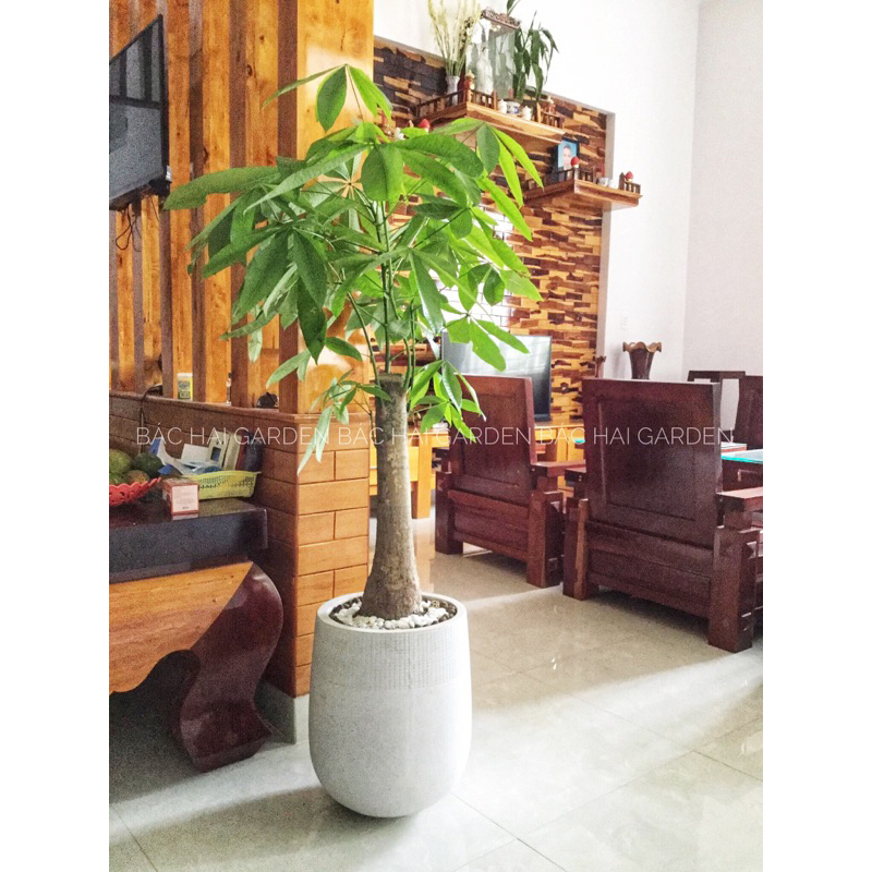 Kim ngân củ lớn một thân cây nội ngoại thất đẹp kèm chậu xi măng- Cây xanh trang trí văn phòng, nhà phố, cây phong thủy