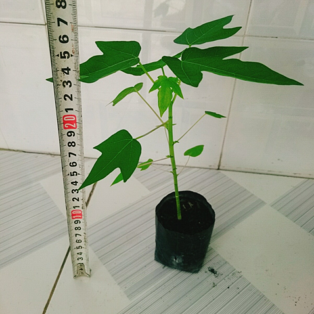 Cây đu đủ lùn - siêu quả, siêu ngọt