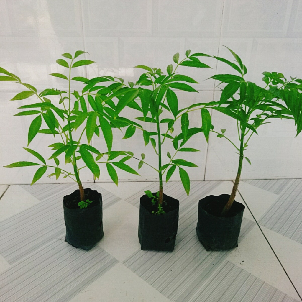 Cây cóc thái - cây ăn quả có thể trồng chậu, cây nhanh cho trái chỉ sau 3 tháng trồng