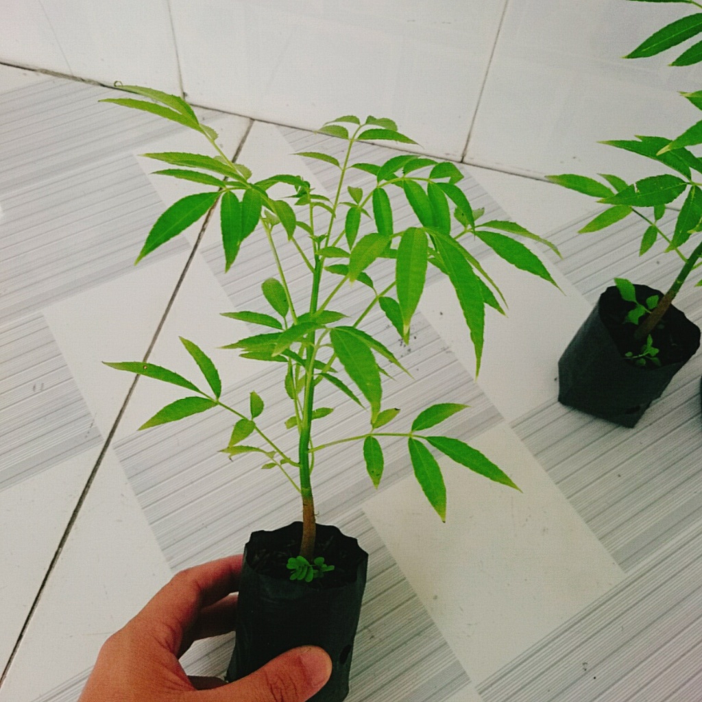 Cây cóc thái - cây ăn quả có thể trồng chậu, cây nhanh cho trái chỉ sau 3 tháng trồng