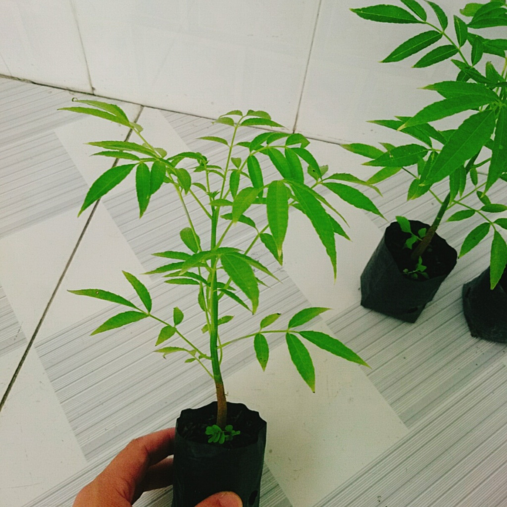 Cây cóc thái - cây ăn quả có thể trồng chậu, cây nhanh cho trái chỉ sau 3 tháng trồng