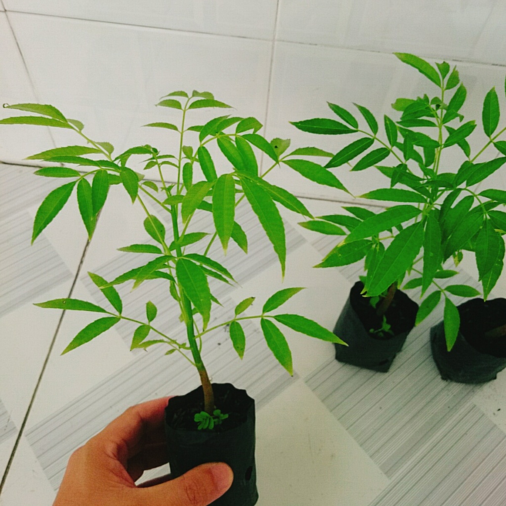 Cây cóc thái - cây ăn quả có thể trồng chậu, cây nhanh cho trái chỉ sau 3 tháng trồng