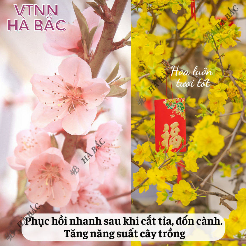 Phân bón đầu trâu đa năng NPK 17-12-7 (túi 1kg), Chuyên cho hoa và cây cảnh - Chồi lá khỏe, ra hoa nhiều