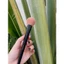 Cọ Má & Highlight Vacosi Round Fan Brush - M33