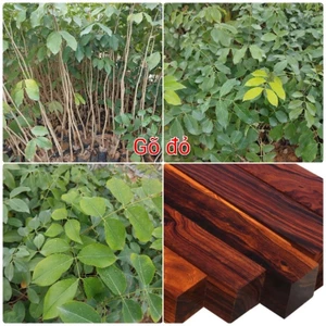5 Cây giống gỗ Gõ Đỏ, cây gỗ quý giá trị kinh tế cao