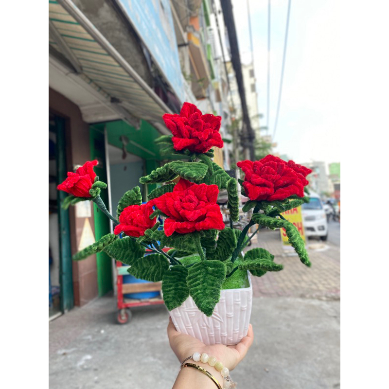 Chậu hoa hồng kẽm nhung