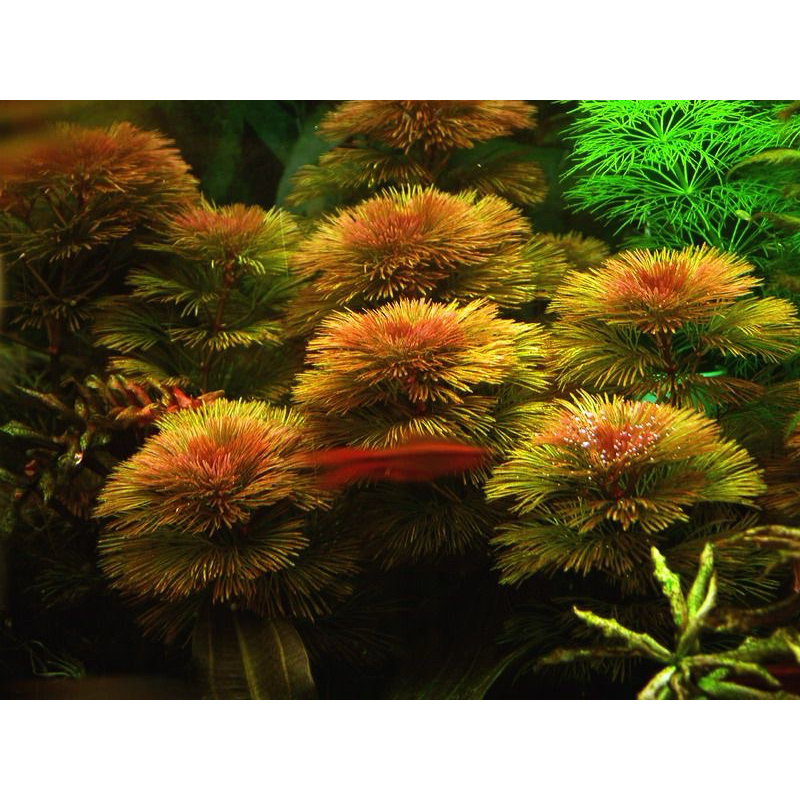 Red Cambob - Cây Rong La Hán Đỏ -KHÔNG CO2- Cây Thuỷ Sinh | Shopee Việt Nam