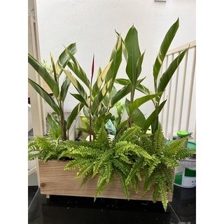 chậu cây gỗ tự nhiên / dài 50cm , rộng 18cm , cao 20cm
