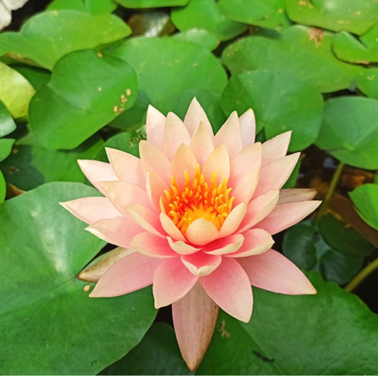 Hạt Giống hoặc Cây Hoa súng Thái Lan màu cà rốt