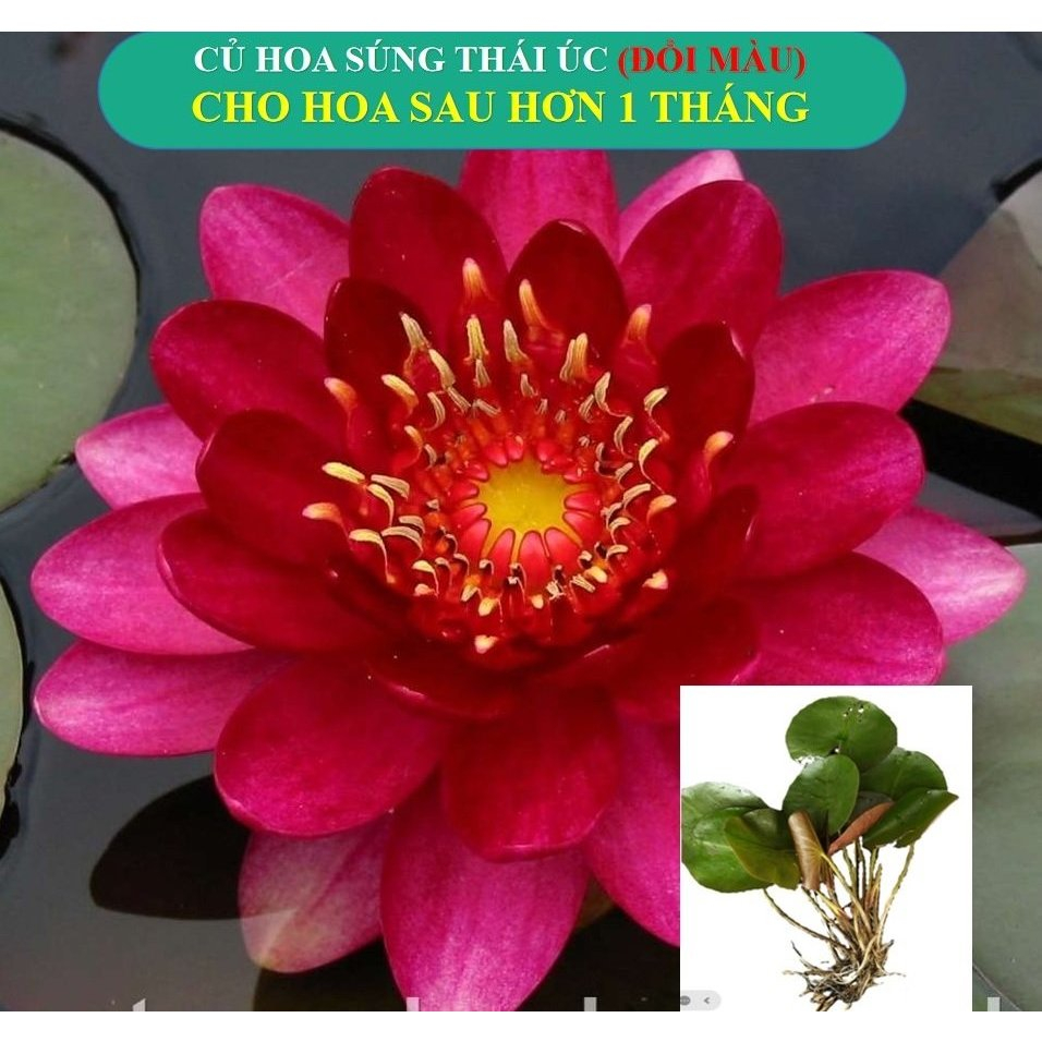 Hạt GIỐNG hoặc Cây hoa súng Thái ÚC đổi màu Wanvisa