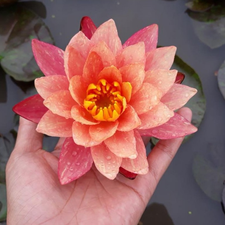 Hạt GIỐNG hoặc Cây hoa súng Thái ÚC đổi màu Wanvisa