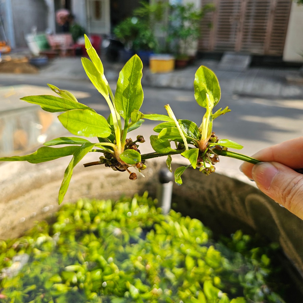 Rong La Hán Đuôi Chó Tiểu Bảo Tháp - Cây Thủy sinh trang trí hồ cá hòn ...