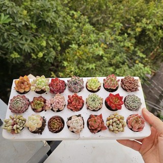 10 cây sen vỉ ngẫu nhiên cây khỏe lên màu siêu đẹp size 2-4cm lỗi 1 đền 1