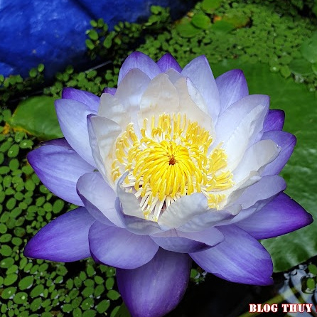 CỦ HOA SÚNG ÚC TÍM (đổi màu) - 10 Hạt giống mầm súng Nhật nảy mầm 100% Siam purple