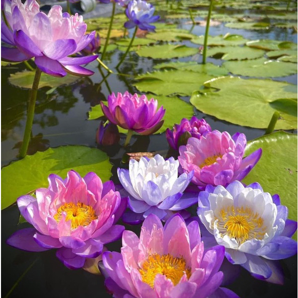 CỦ HOA SÚNG ÚC TÍM (đổi màu) - 10 Hạt giống mầm súng Nhật nảy mầm 100% Siam purple