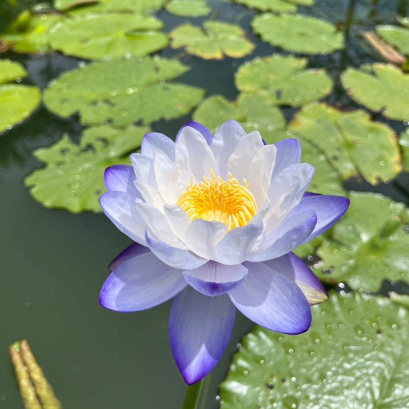 CỦ HOA SÚNG ÚC TÍM (đổi màu) - 10 Hạt giống mầm súng Nhật nảy mầm 100% Siam purple